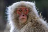 ১০ ফুট লম্বা বানর হারিয়ে যাওয়ার কারণ জানালেন বিজ্ঞানীরা