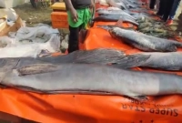 একটি মাছের দাম ১ লাখ ২৭ হাজার টাকা!