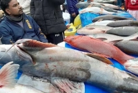 সোয়া লাখ টাকা একটি বাঘাইড় মাছ!