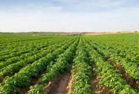 এবার যে শঙ্কায় আলু চাষিরা