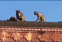 বানর চুরি করে নিয়ে গেল আইফোন, ফেরত পেতে দিতে হলো ঘুষ