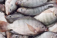 আসলেই-কী-তেলাপিয়া-মাছ-খাওয়া-ক্ষতিকর-