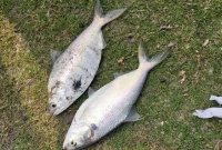 সরকারি পুকুরে ধরা পড়ল ২টি ইলিশ