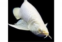 কোনটি বিশ্বের সবচেয়ে দামি মাছ? একটির মূল্য আড়াই কোটি টাকা