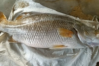 ২০ কেজির কোরাল মাছ ২১ হাজার টাকায় বিক্রি