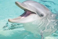 প্রাণীরা যোগাযোগের জন্য আলাদা আলাদা ভাষা ব্যবহার করে!