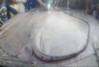  ১৪০ কেজির বিরাট হাউস মাছ জেলের জালে