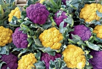 কেন রঙিন ফুলকপি চাষে আগ্রহী কৃষকরা? কেন রঙিন ফুলকপি চাষে আগ্রহী কৃষকরা?