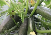 খেতে-সুস্বাদু-বেশি-ফলন-অল্প-খরচে-স্কোয়াশ-চাষে-ঝুঁকছেন-সবজি-চাষিরা