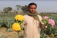 ভিডিও দেখে রঙিন ফুলকপি চাষ করে ব্যাপক সারা ফেলেছেন আসলাম