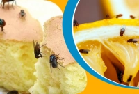 মাছি খাবারকে স্পর্শ করলে কী ঘটতে পারে জানলে আপনি অবাক হবেন