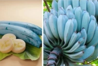 প্রতিদিন একটা করে এই নীল রঙের কলা খেলে কী হবে জানেন?