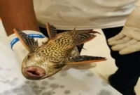 যে মাছ ধরা পড়ল গঙ্গায়, তৈরি হয়েছে আতঙ্ক, চিন্তায় বিজ্ঞানীরা