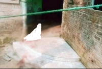 স্ত্রী ও দুই সন্তানকে হত্যার পর নিজেও আত্মহত্যার চেষ্টা!