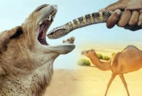 জানেন, কেন মরুভূমির উটকে বিষাক্ত সাপ খাওয়ানো হয়?