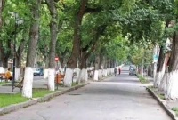 জানেন কেন রাস্তার ধারে গাছগুলিতে সাদা রঙ করা হয়?