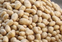 সরবরাহ-বাড়ায়-পানির-দরে-আলুর-কেজি-