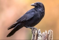 জানেন, কেন কাককে সবচেয়ে বুদ্ধিমান পাখি বলা হয়?