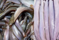 পেঁপে পাতা দিয়ে ১ মিনিটেই শিং মাছ পরিষ্কার! লাগবে না ঘষা