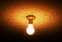 পোকা কেন আলোর প্রতি আকৃষ্ট হয়, এই রহস্য ভেদ করেছেন গবেষকরা