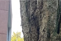 এই ছবি বলে দেবে আপনি কতটা জিনিয়াস