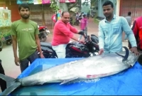 অর্ধলক্ষ টাকায় বিক্রি হলো মাছটি