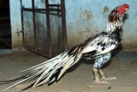  এই জাতের মুরগির ১টি ডিমের দাম ১০০ টাকা!