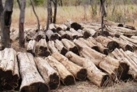 পৃথিবীর সবথেকে দামি কাঠের প্রতি কেজির মূল্য ৮-১০ লক্ষ টাকা!