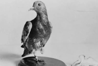 যেভাবে একটি কবুতর বাঁচিয়েছিল ১৯৪ জন সেনার প্রাণ!