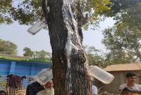 নিমগাছ বেয়ে পড়ছে মিষ্টি রস, রোগমুক্তির আশায় পান করার হিড়িক