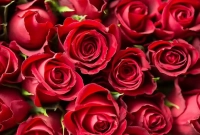 যেভাবে প্রেমের প্রতীক হয়ে উঠল গোলাপ!