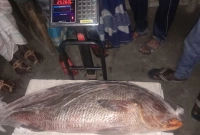 ২৫ কেজির এই মাছটি বিক্রি হলো ৫ লাখ টাকায়