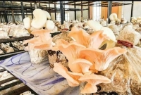 ঘরে বসেই বড় ব্যবসা, লাখ লাখ টাকা ইনকাম করার দারুণ আইডিয়া