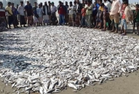 একটানে জেলের জালে ৭ লাখ টাকার মাছ!