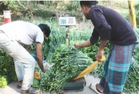 লাখ লাখ টাকা আয় পেঁয়াজের কলি বিক্রি করে!