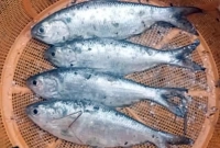 ৪টি ইলিশ মাছ পাওয়া গেল পুকুরে!