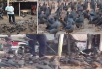 জয়ন্তের জন্য প্রতিদিন সকালে চলে আসে হাজার হাজার ঝাঁকে ঝাঁকে পাখি জয়ন্তের জন্য প্রতিদিন সকালে চলে আসে হাজার হাজার ঝাঁকে ঝাঁকে পাখি