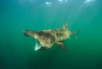 কোন প্রাণীর কখনো রোগ হয় না?