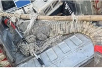 পুকুরে কুমিরটি আটকে ছিল ৩৫ বছর, যেভাবে উদ্ধার