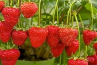  কেন আমাদের স্ট্রবেরি খাওয়া দরকার