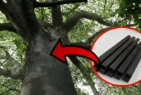 ১০ কেজি কাঠের মূল্য এক কোটি টাকা!