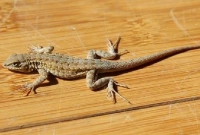 টিকটিকির কামড়ে ৩৪ বছর বয়সী যুবকের মৃত্যু!