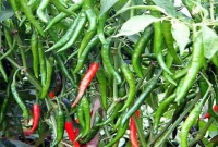 এই নিয়মে কাঁচা মরিচ গাছ লাগালে ফলন হবে বাম্পার