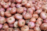 ভারত যে সিদ্ধান্ত নিল পেঁয়াজ রফতানি নিয়ে