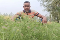 জিরা চাষ করে সাড়া ফেলেছেন কৃষক জহুরুল