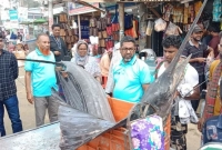 ধরা পড়ল বিশাল এক সেইল ফিশ! ওজন কত জানেন?