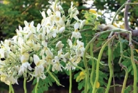 সজনে ফুলের পুষ্টিগুণ জানলে আজই খাবেন