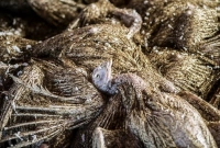 হানা দিয়েছে ভয়াবহ বার্ড ফ্লু এইচ৫এন১ সাবটাইপ