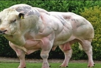 কোন জাতের গরু মাংসের জন্য পৃথিবীর সেরা? 