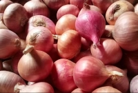 পেঁয়াজের দাম রোজার আগেই ২০ শতাংশ কমবে